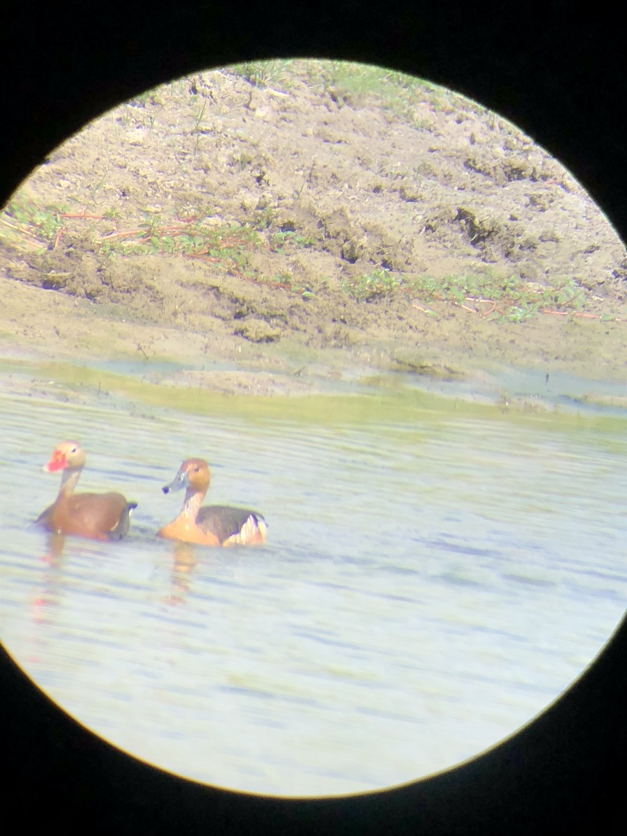 Fulvous Whistling-Duck - ML105527101