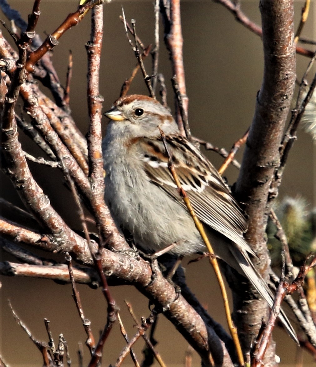 American Tree Sparrow - ML105527351