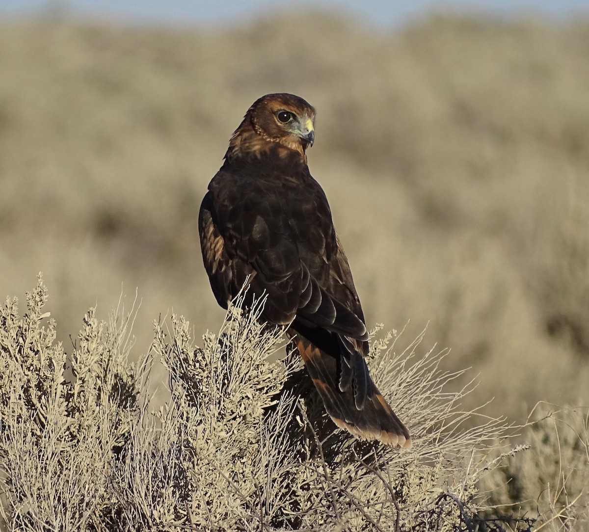 Northern Harrier - Jean Campbell