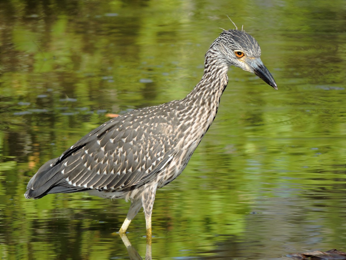 Yellow-crowned Night Heron - ML105530821