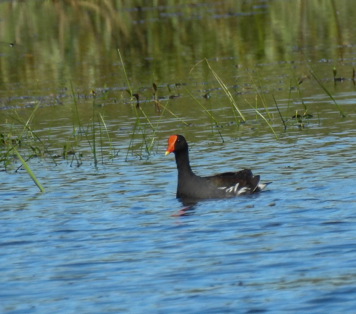 Common Gallinule - ML105531061