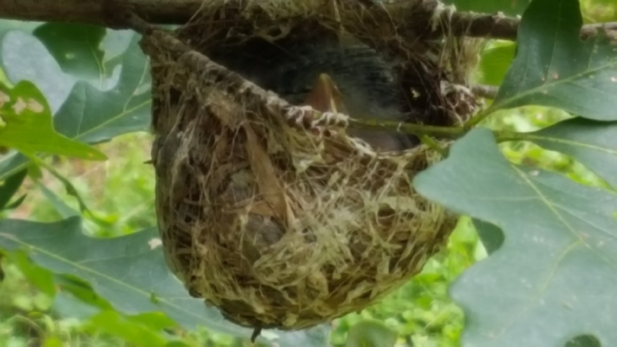 Red-eyed Vireo - ML105531521