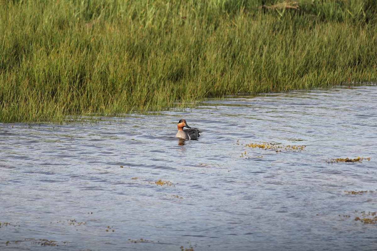 Green-winged Teal (American) - ML105533401