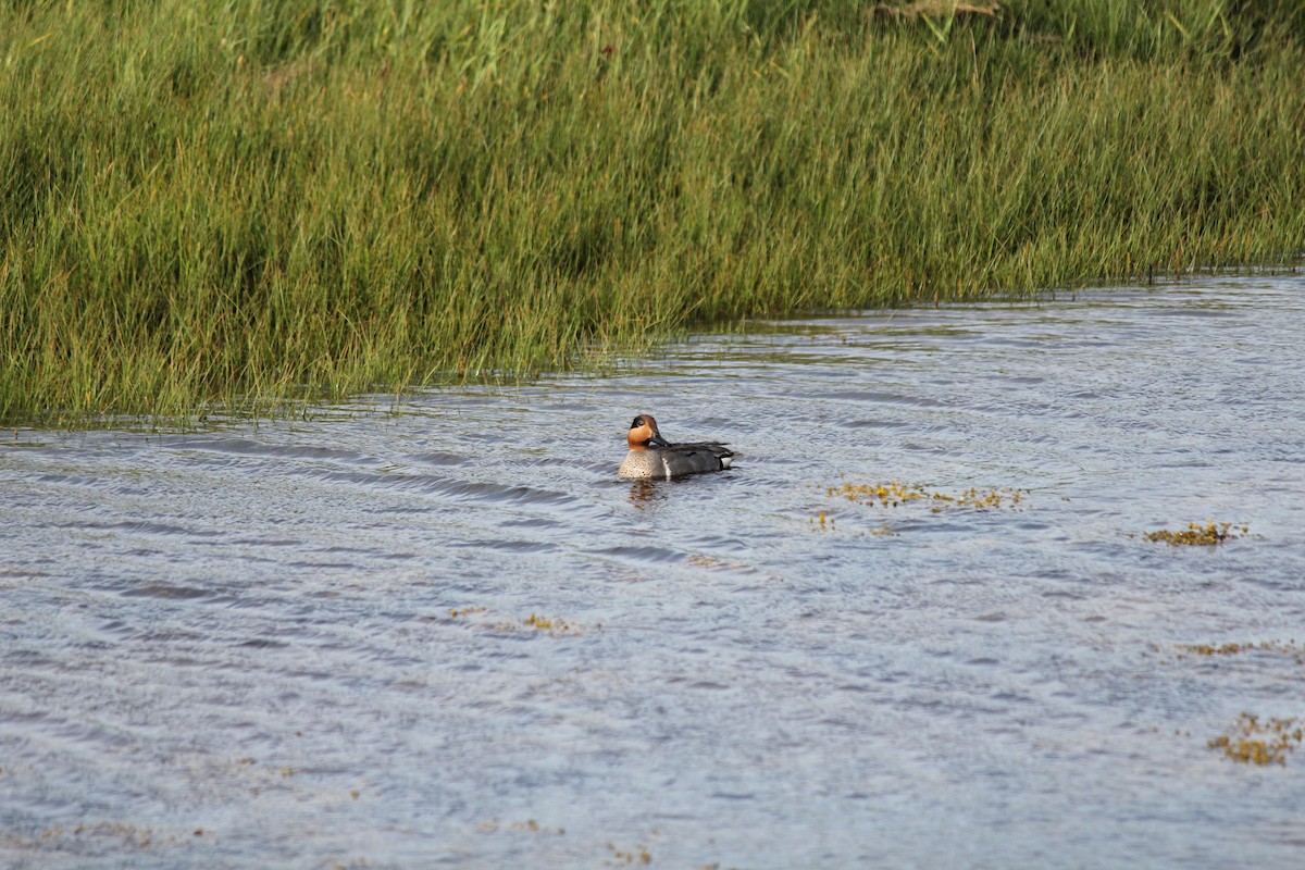 Green-winged Teal (American) - ML105533411