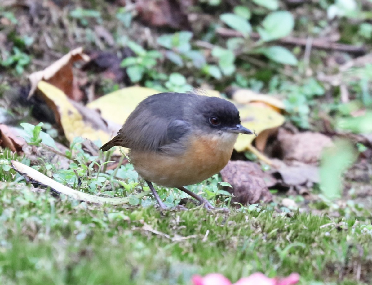 Rusty Mouse-Warbler - John Bruin