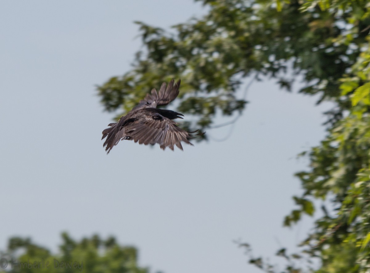 Fish Crow - ML105533581