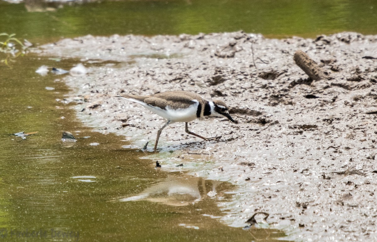 Killdeer - ML105533601