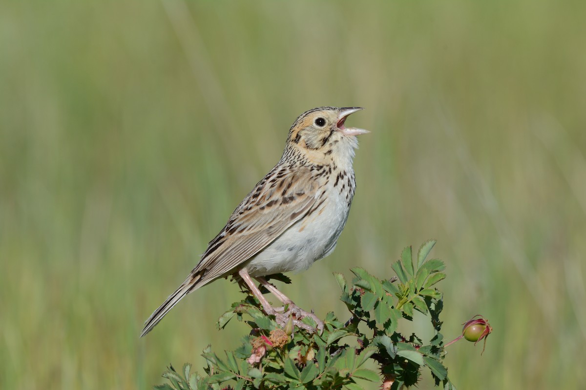 Baird's Sparrow - ML105534341