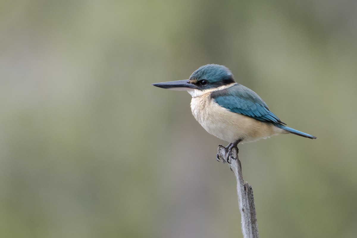 Sacred Kingfisher - Lucas Brook