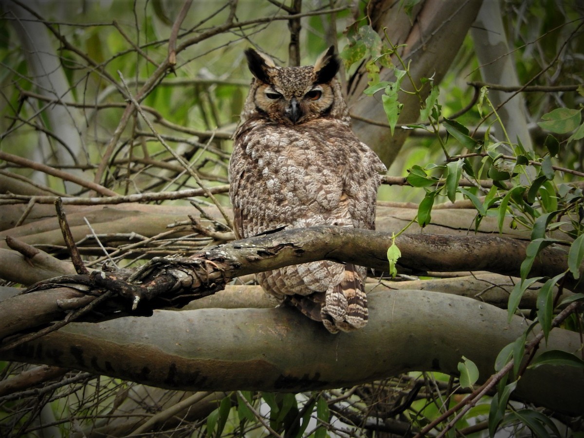 Great Horned Owl - ML105537391