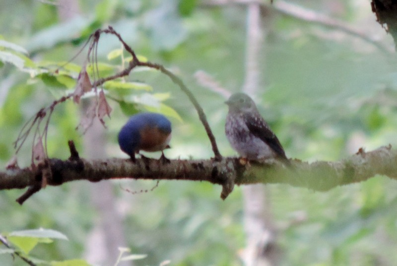 Eastern Bluebird - ML105538351