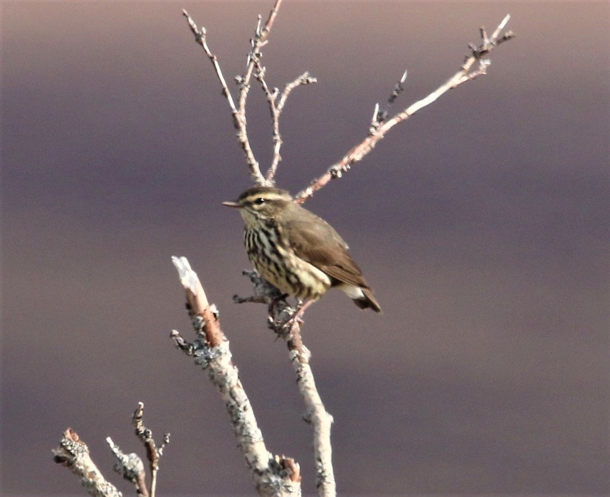 Northern Waterthrush - ML105539871