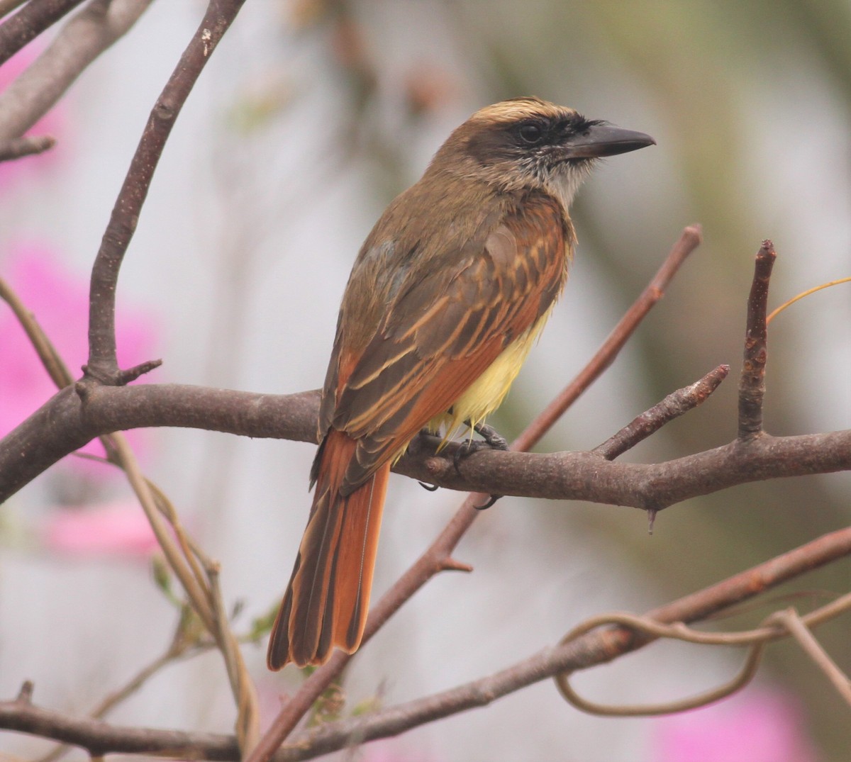 Baird's Flycatcher - Paul Bourdin