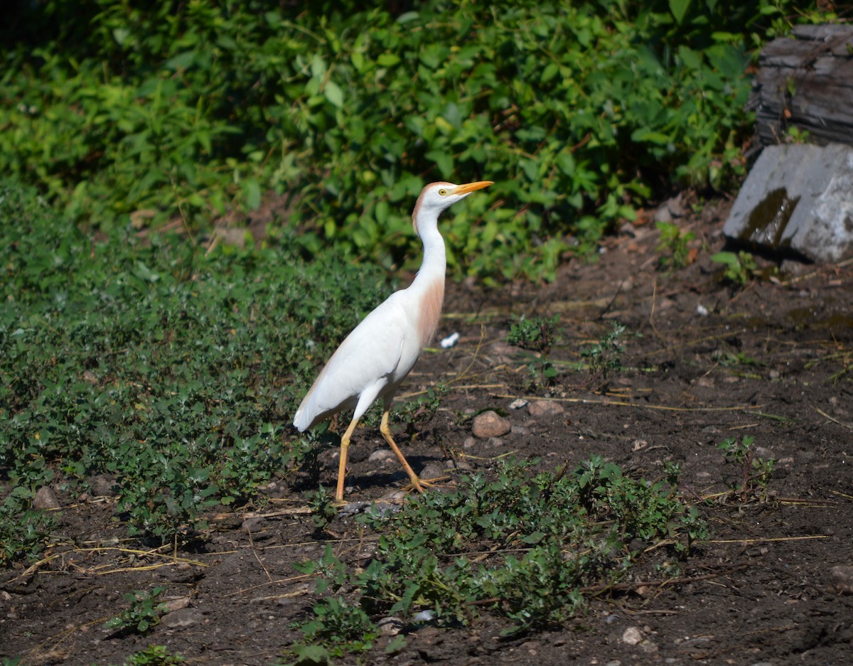 Чапля єгипетська (підвид ibis) - ML105541631