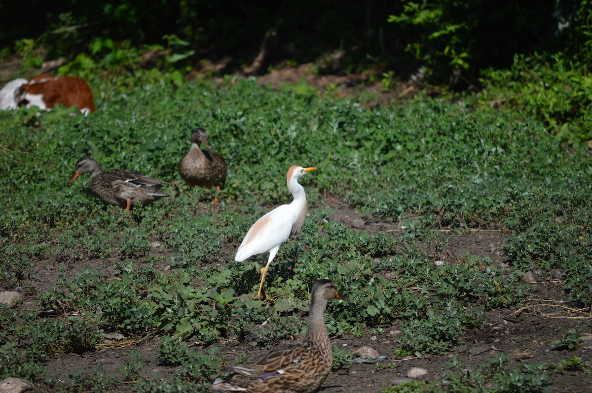 Чапля єгипетська (підвид ibis) - ML105541711