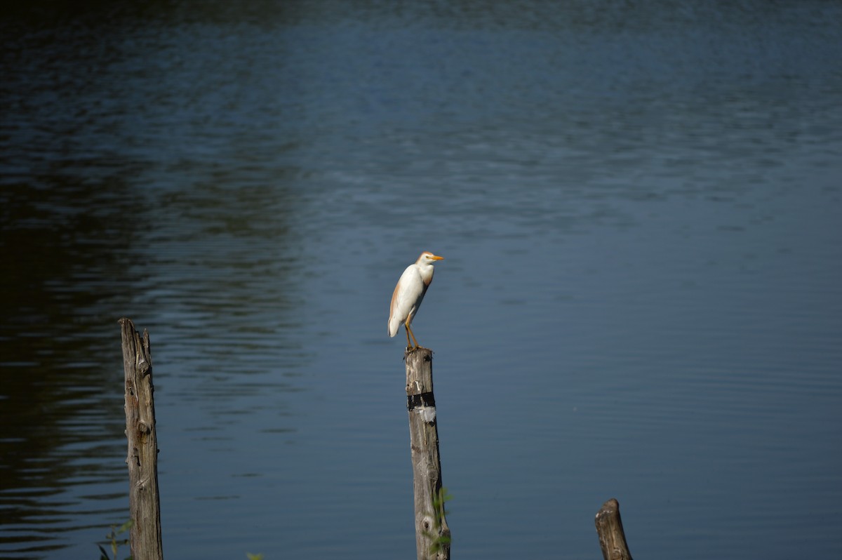 Western Cattle Egret - ML105541741