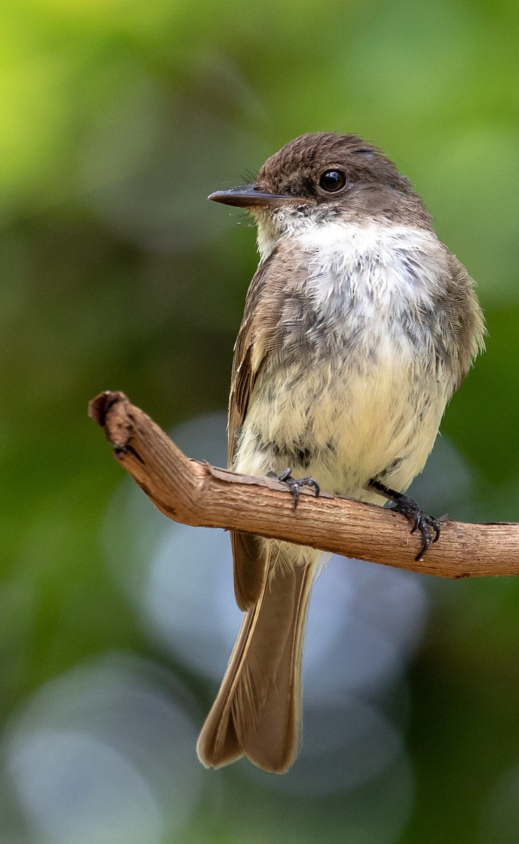 Eastern Phoebe - ML105541801