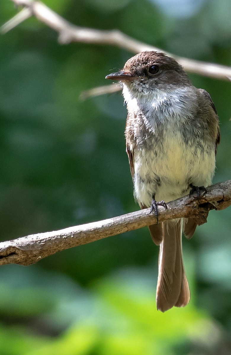 Eastern Phoebe - ML105541821