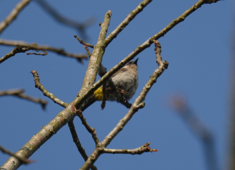 Ashy Bulbul - Simon Tonge