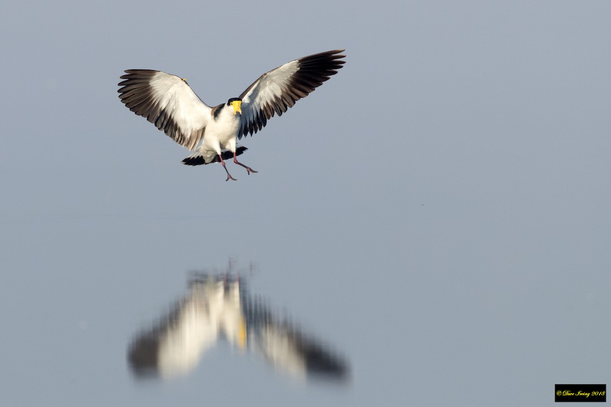 Masked Lapwing - ML105542451