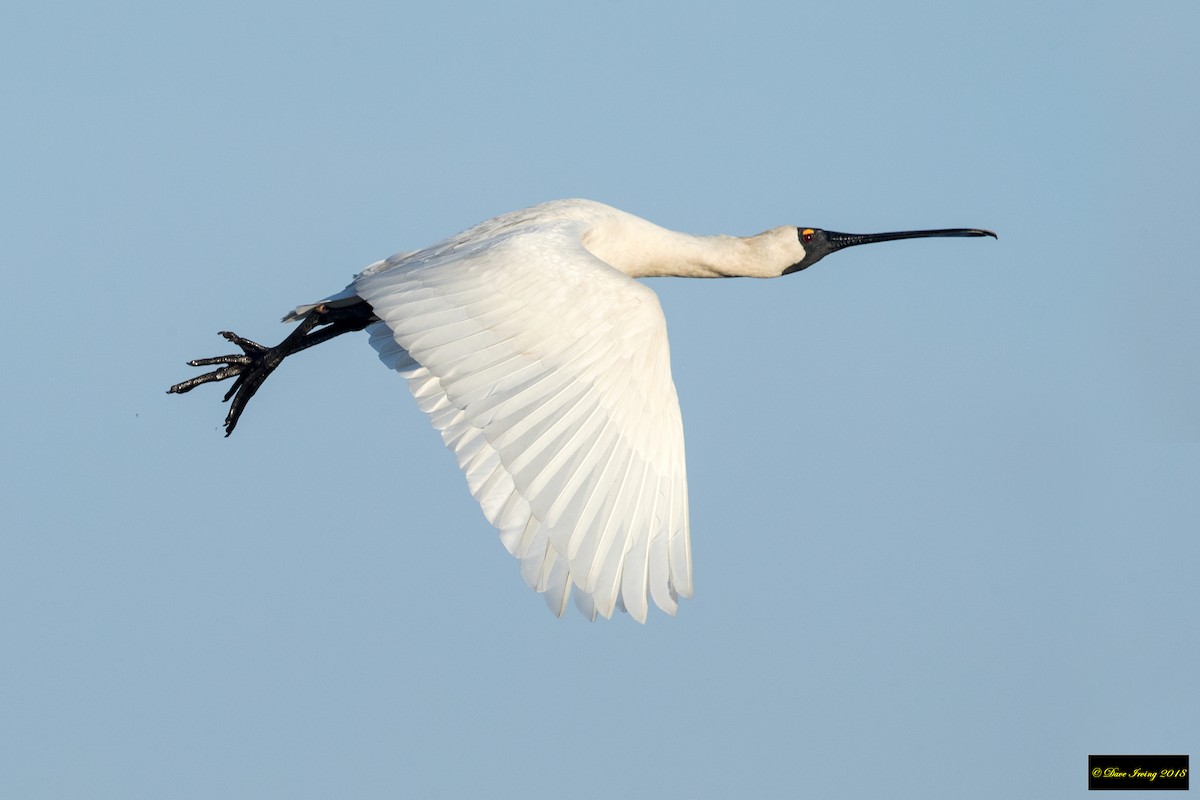 Royal Spoonbill - ML105542741