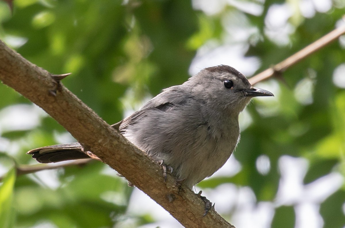 Gray Catbird - ML105544091