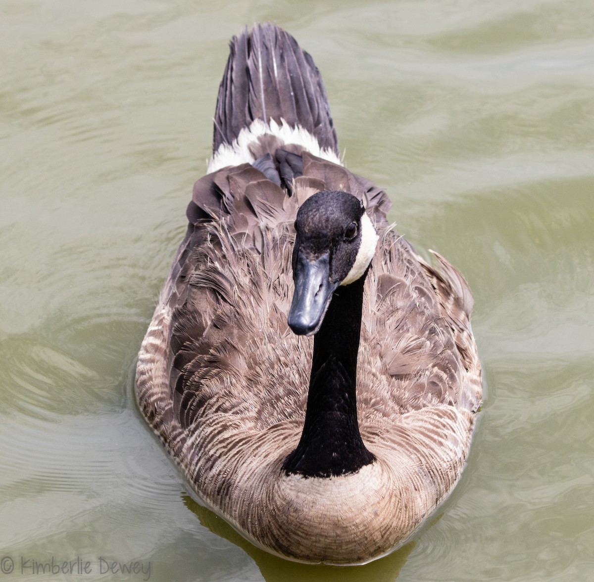 Canada Goose - ML105544171
