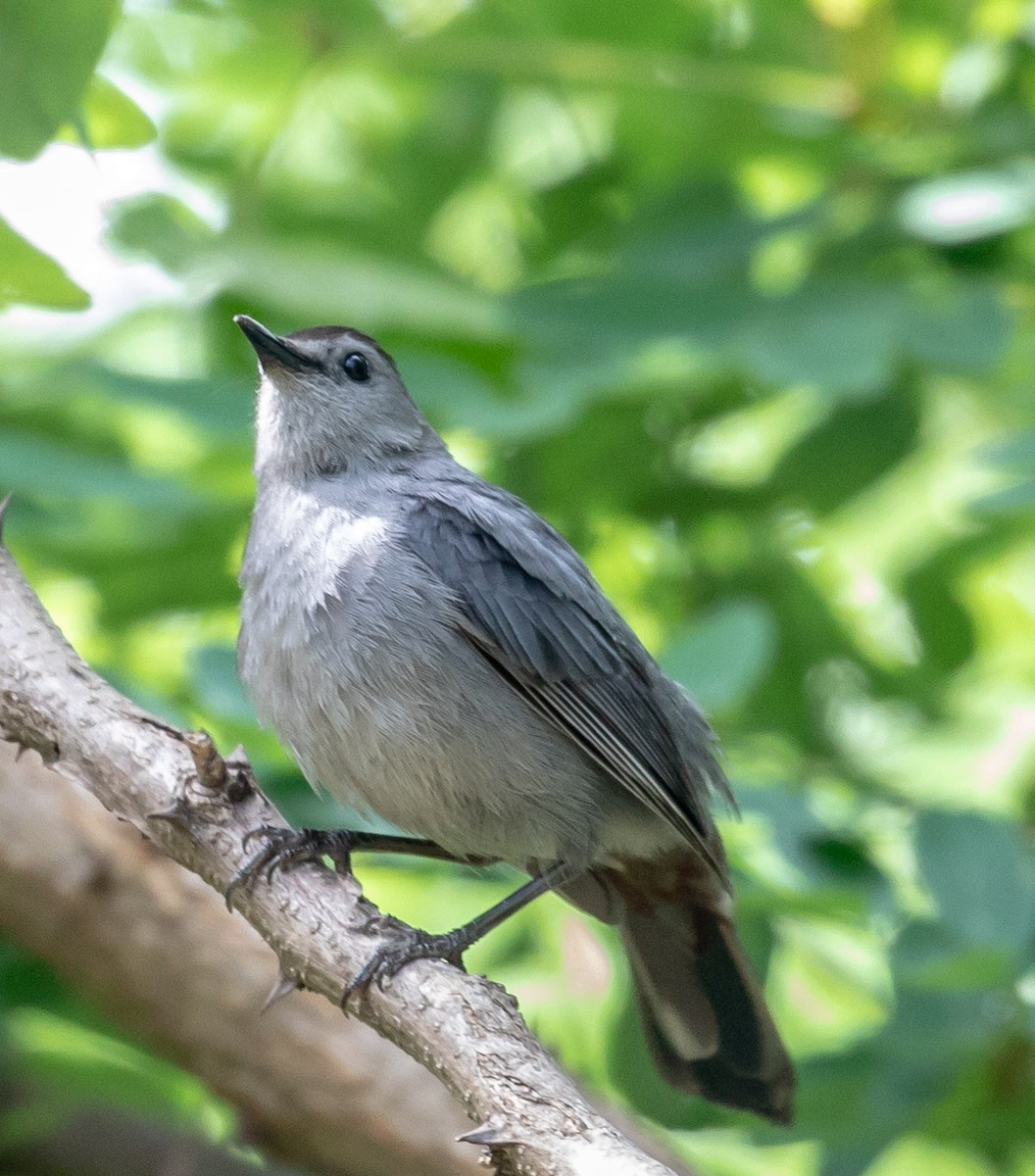 Gray Catbird - ML105544301