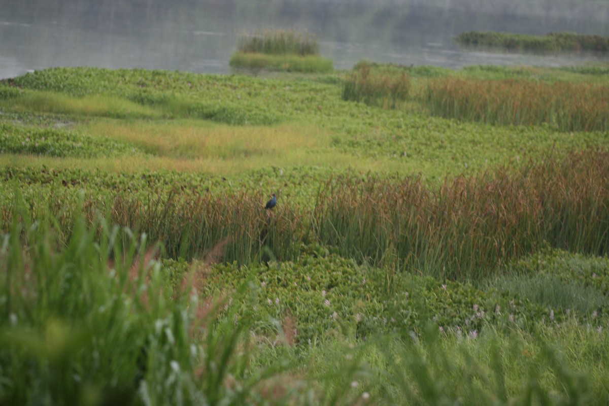 Gray-headed Swamphen - ML105544991