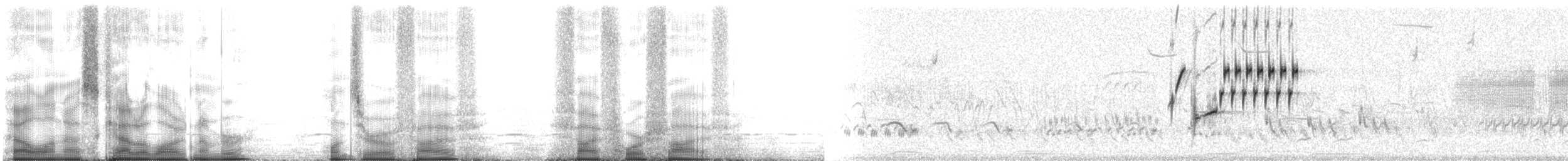 Schwarzkehlammer - ML105545