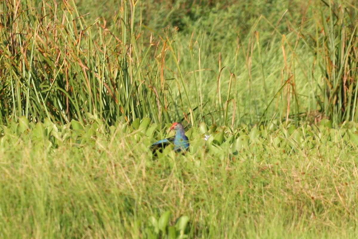 Gray-headed Swamphen - ML105545171