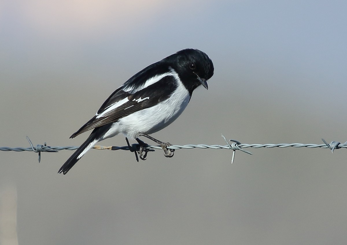 Hooded Robin - ML105545491