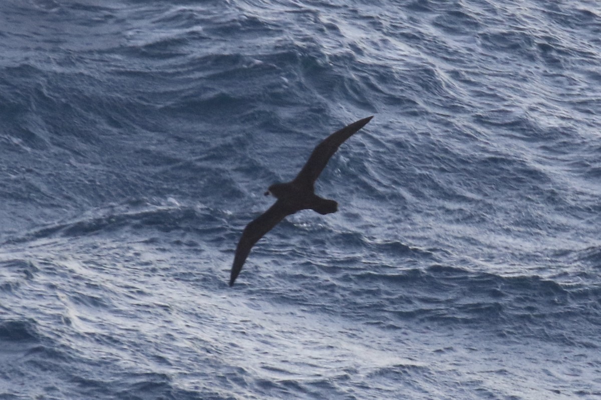 Great-winged/Gray-faced Petrel - ML105545511