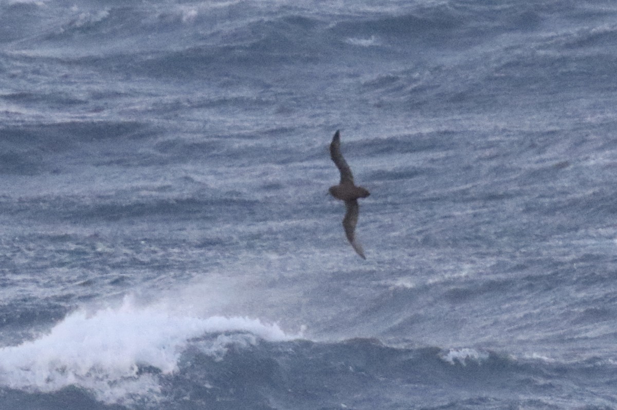 Great-winged/Gray-faced Petrel - ML105545521