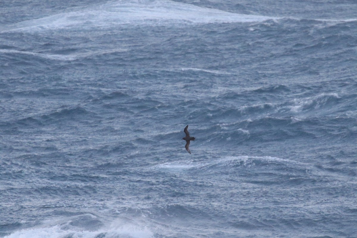 Great-winged/Gray-faced Petrel - ML105545611
