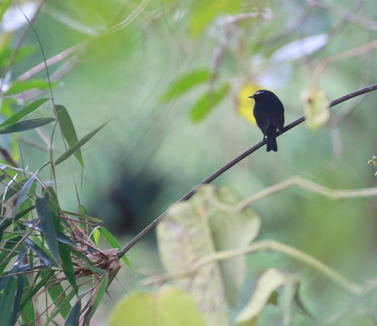 Maroon-belted Chat-Tyrant - David Stejskal