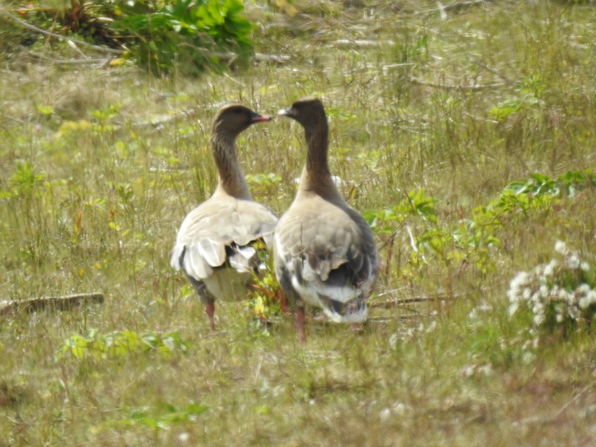 Pink-footed Goose - ML105547671