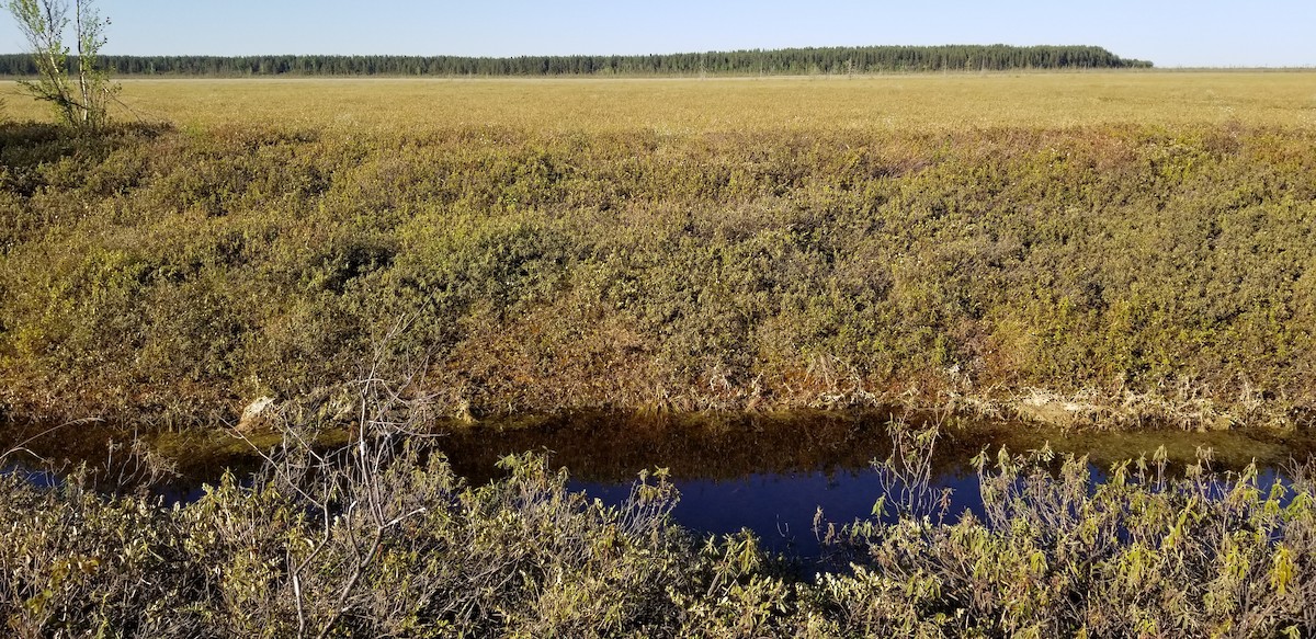 Пальмовая древесница - ML105547841