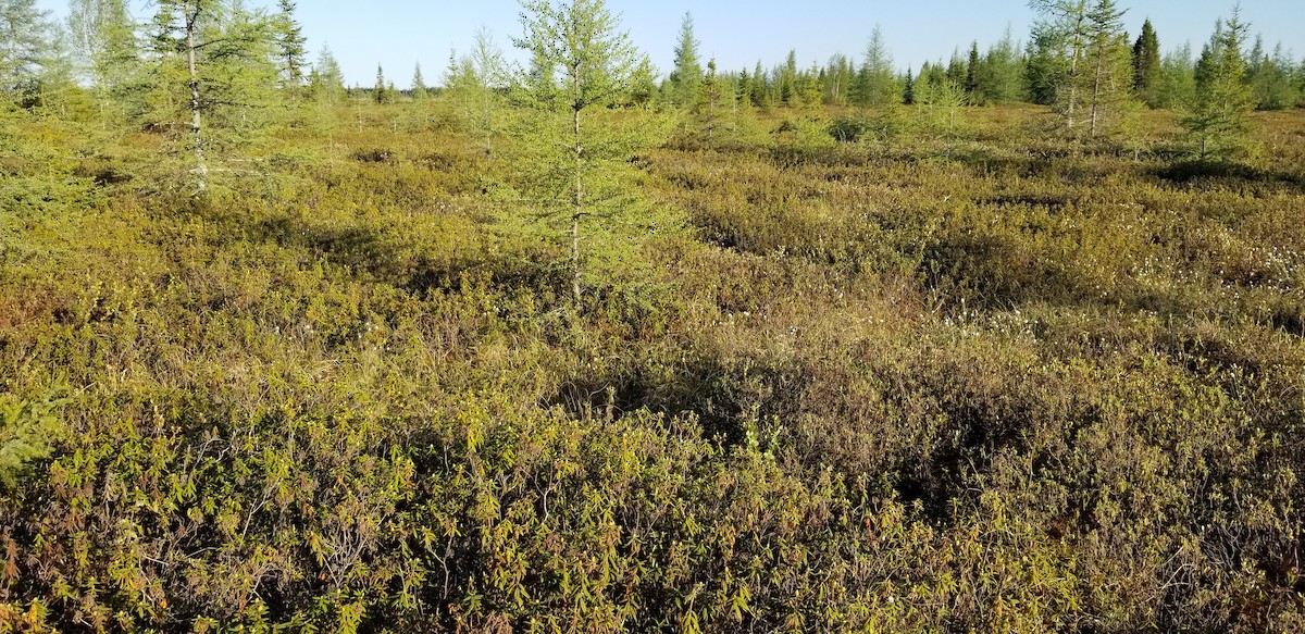 Пальмовая древесница - ML105547881