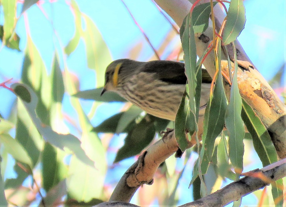 Yellow-plumed Honeyeater - ML105548181