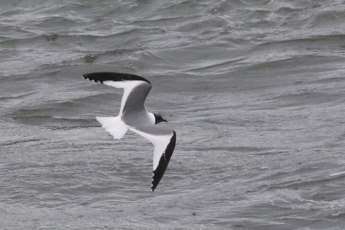 Sabine's Gull - ML105548881