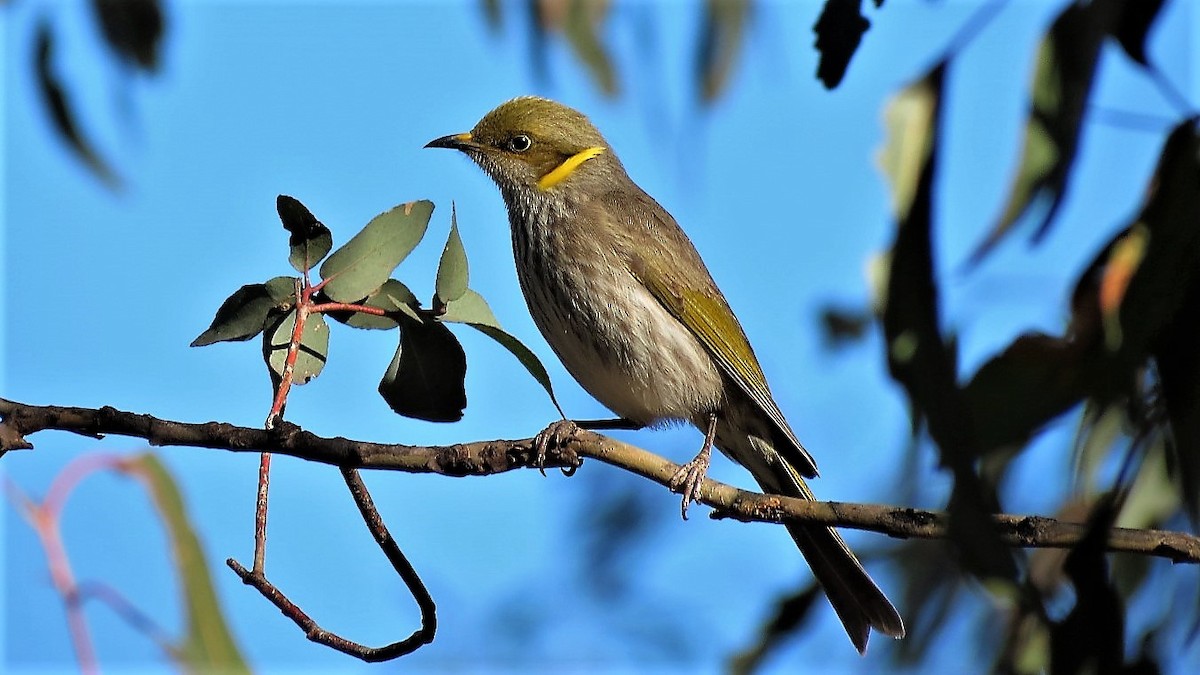 Yellow-plumed Honeyeater - ML105549761