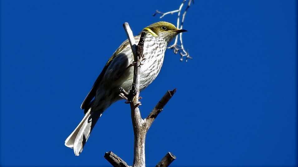 Yellow-plumed Honeyeater - ML105549781