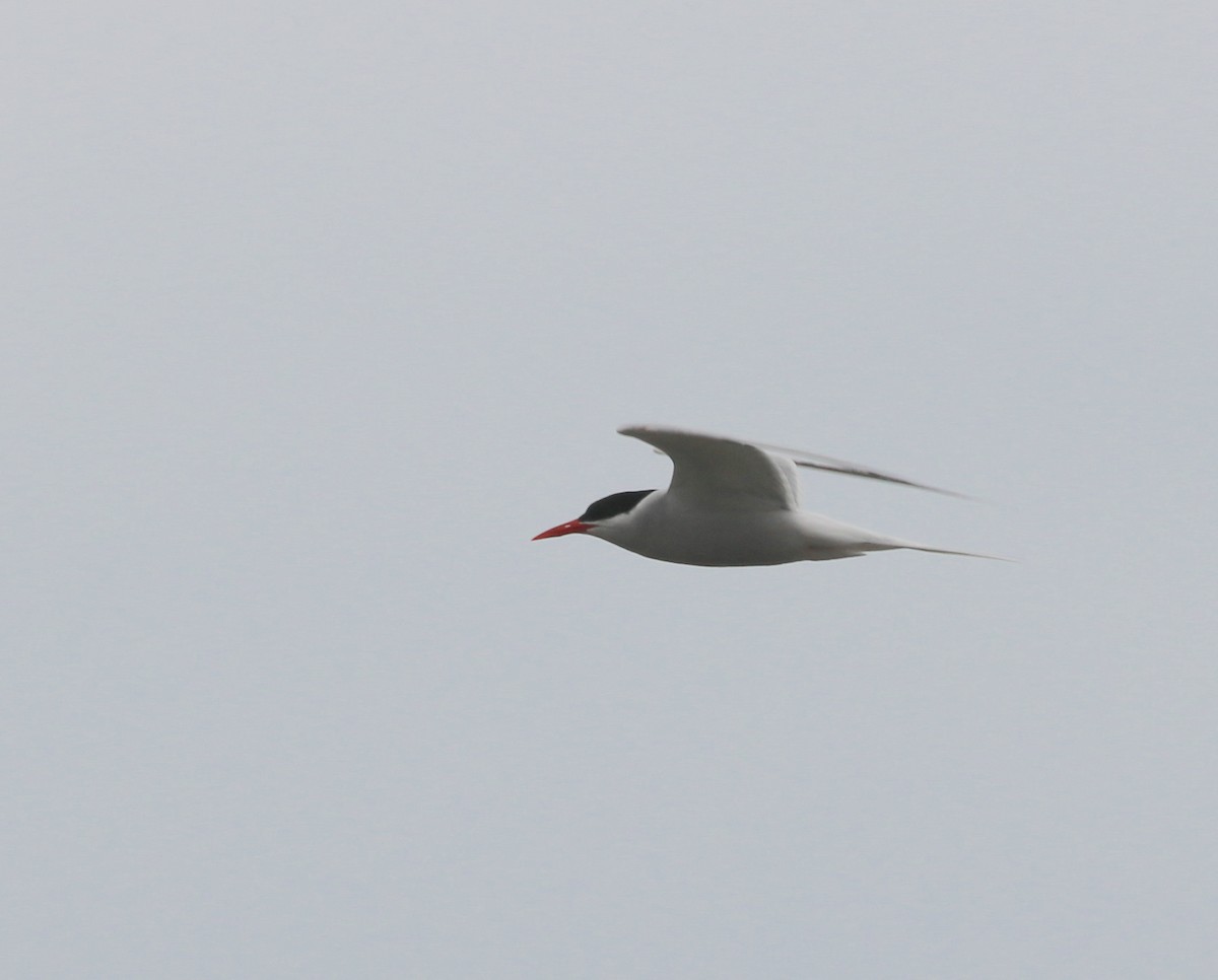 South American Tern - ML105549881