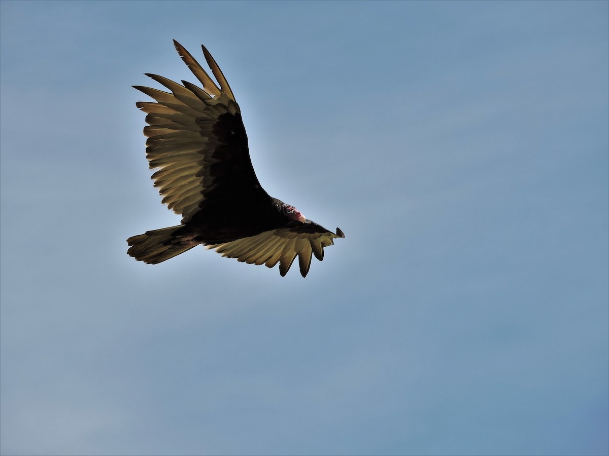 Turkey Vulture - ML105550961