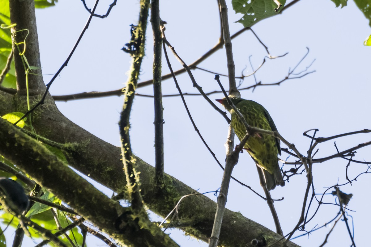 Green-and-black Fruiteater - ML105552551