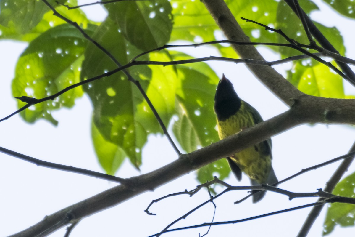 Green-and-black Fruiteater - ML105552561