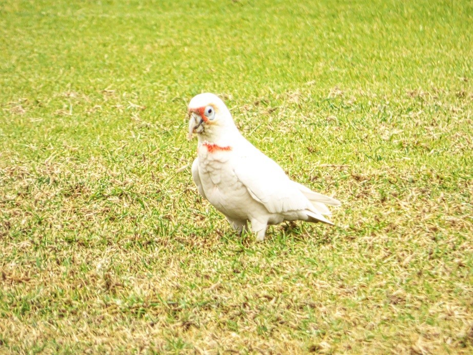 Long-billed Corella - ML105553521