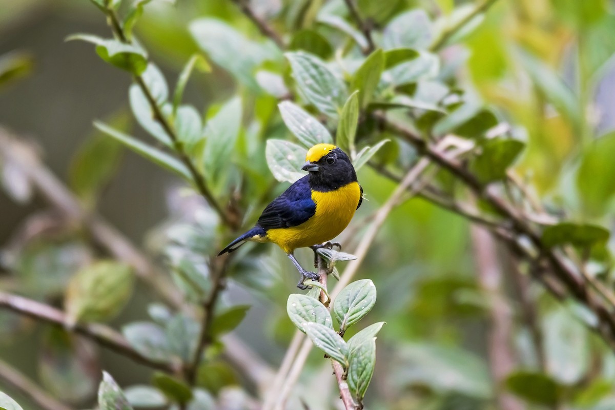 Orange-bellied Euphonia - ML105554351