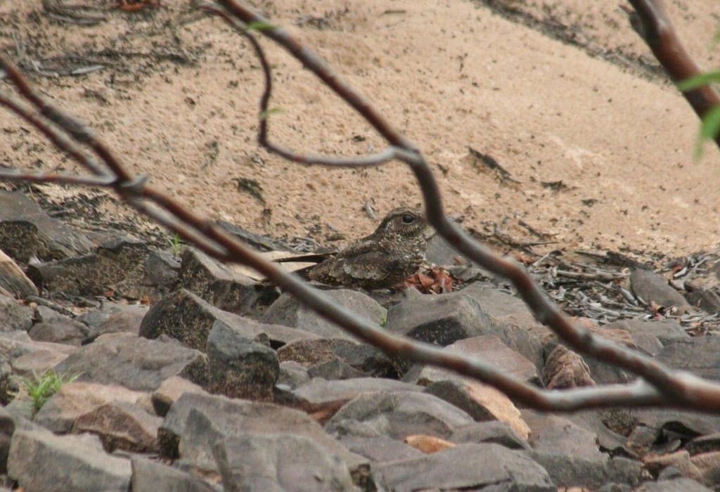 Ladder-tailed Nightjar - ML105554691